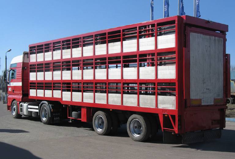 Транспортировать рогатый скота из Камчатский край в Камчатский край